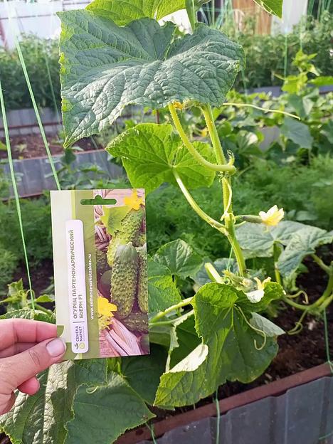 Семена посевные Огурец «Бьерн F1» ОПТ фото 2