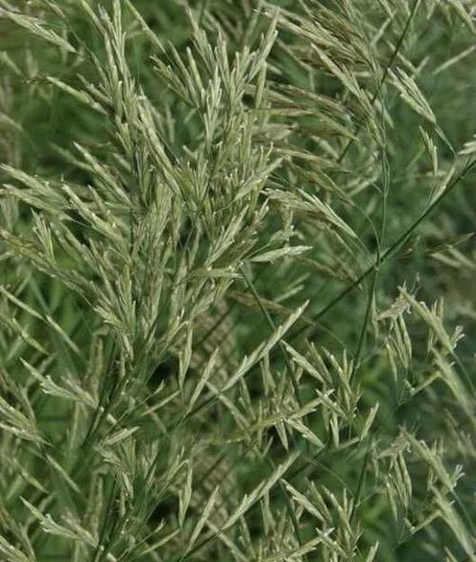 Семена костра АгроВектор «Безостый» фото 3