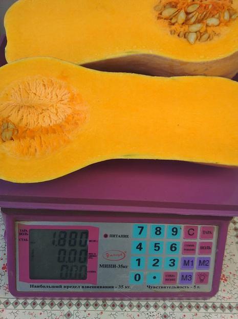 Семена тыквы Enza Zaden «Матильда» F1 опт фото 2