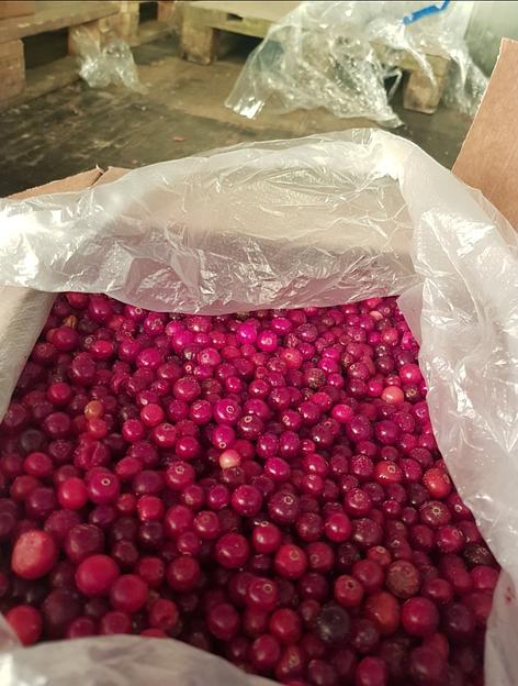 Клюква дикая замороженная электронной очистки Россия опт фото 4