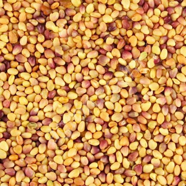 Семена клевера АгроВектор «Дымковский» фото 2