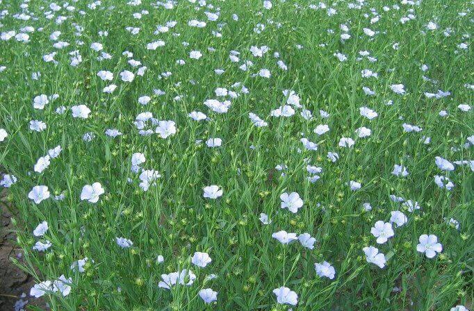 Семена льна «ВНИИМК 620», опт фото 1