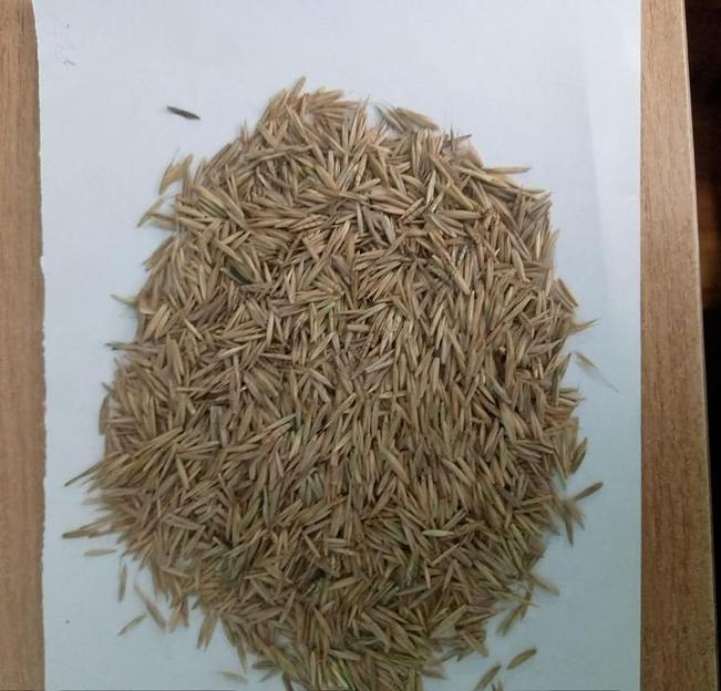 Травосмесь «Дорожная» опт фото 1