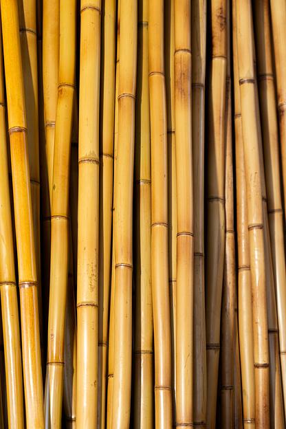 Ствол бамбука, 3м, светлый обжиг, опт фото 1