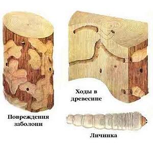 Универсальный антисептик для древесины Элис&Док № 3.8 марка «Д» 1:20 концентрат фото 3