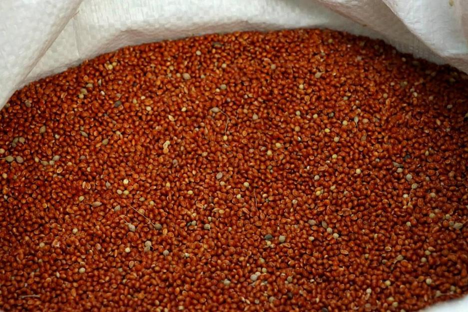 Зерно просо красное фото 1