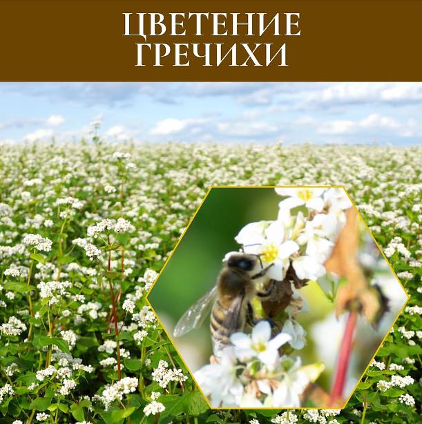 Мёд гречишный 700 г ОПТ фото 3