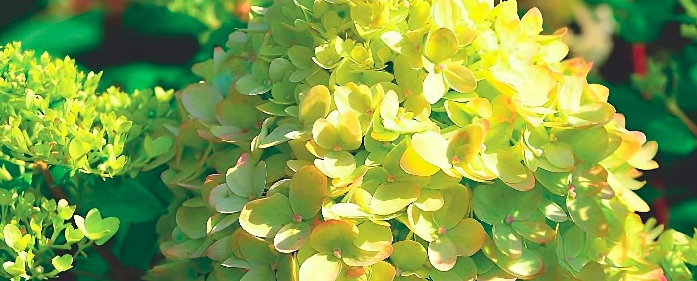 Гортензия метельчатая «Little Passion» опт фото 1