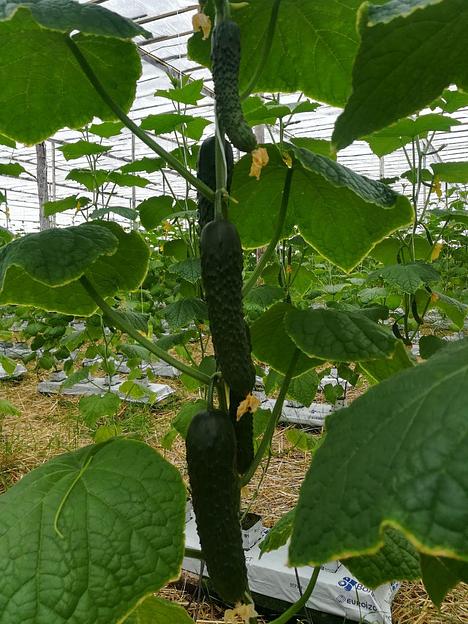 Семена огурца «F1 Лютый» опт фото 5