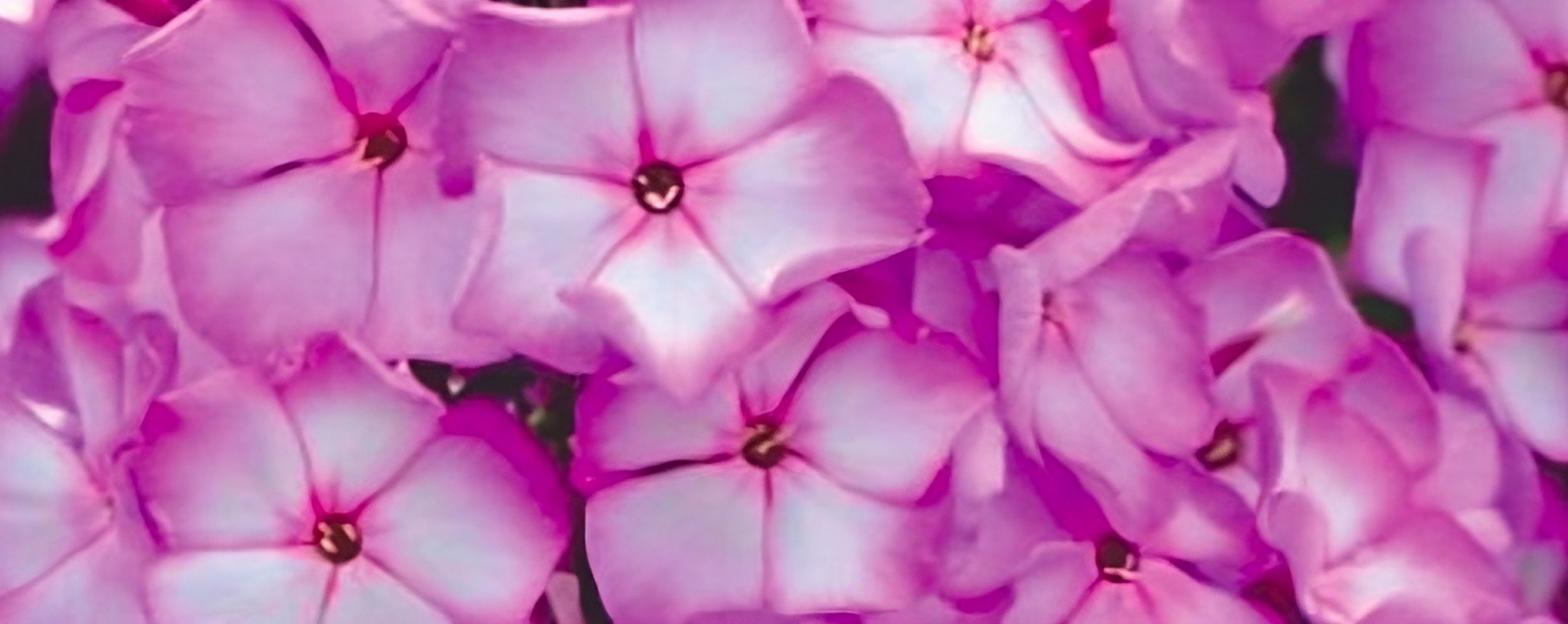 Флокс «Sweet summer fantasy» опт фото 1