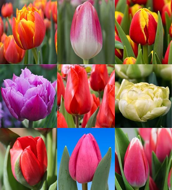 Тюльпаны в ассортименте фото 5