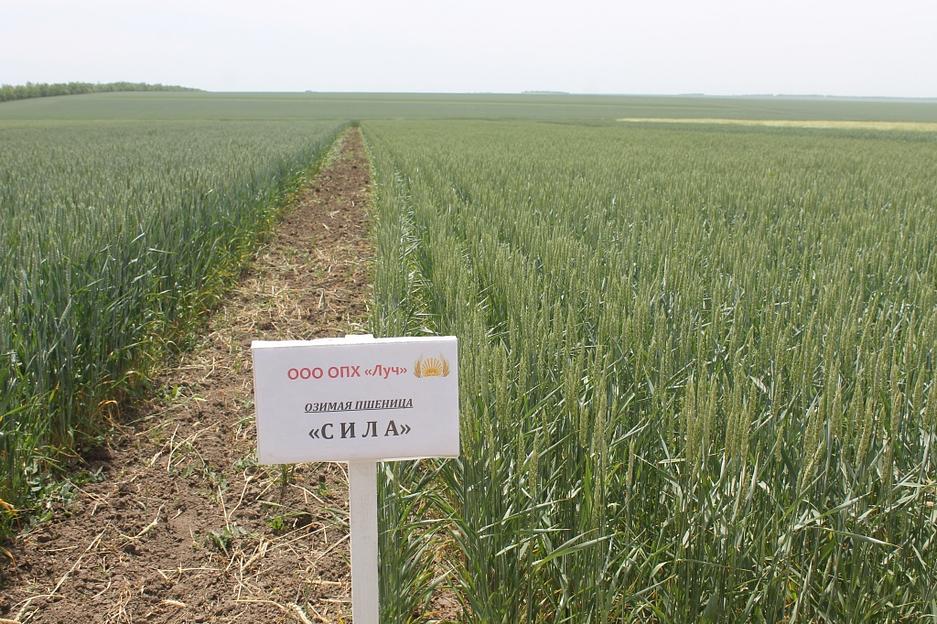 Пшеница мягкая озимая «Сила» опт фото 1
