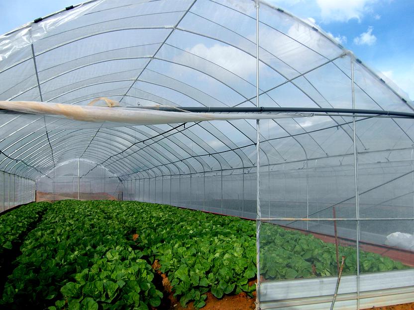 Пленка полиэтиленовая тепличная 150 микрон ОПТ фото 3