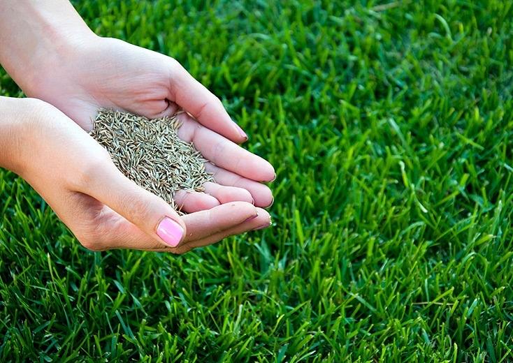 Газонная трава ОПТ фото 1