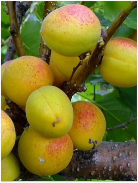 Саженцы плодовых культур — Абрикос «Золотая косточка», опт фото 1