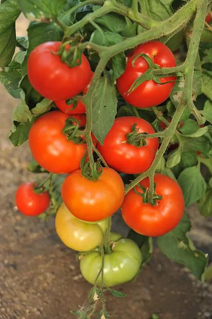 Семена посевные Томат «Надежда F1» ОПТ фото 2