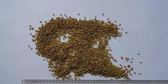 Семена козлятника восточного сорт «Гале Элита» опт фото 2