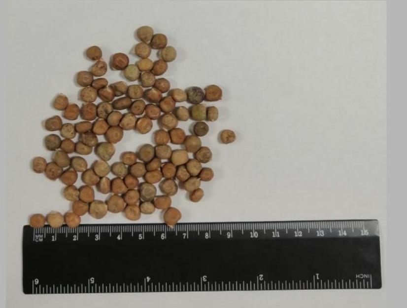 Горох полевой сорт Виоланта ОПТ фото 1