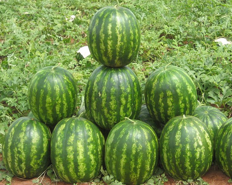 Семена арбуза Syngenta «Бархан» F1 опт фото 1