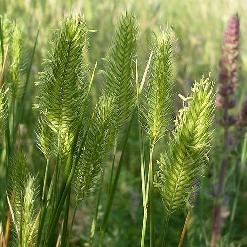 Семена «Житняк» фото 2