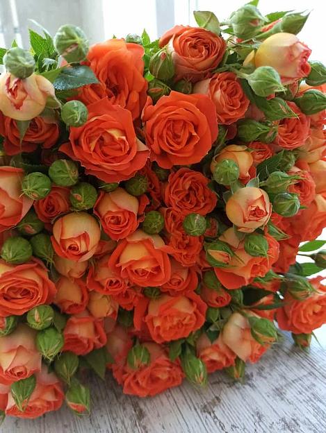 Розы сорта Кинг Бабблс ОПТ фото 1