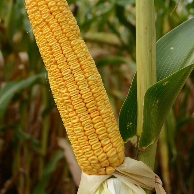 Семена кукурузы «КВС Аллегро» мешок 1 п.е фото 1