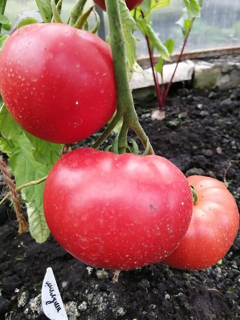 Семена посевные Томат «Милуша F1» ОПТ фото 2