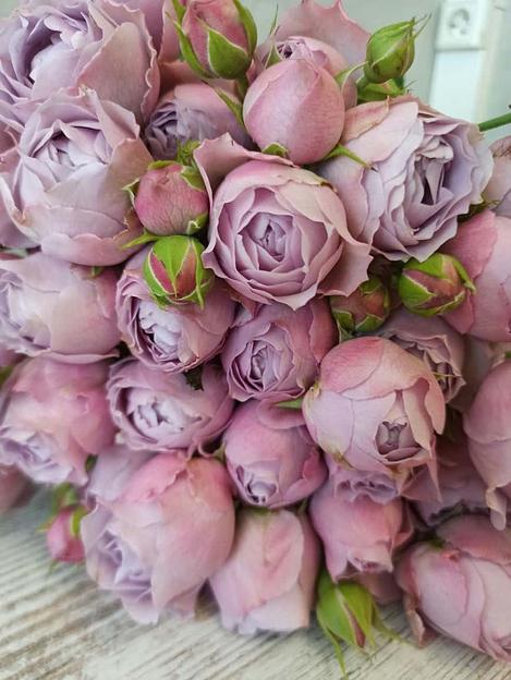 Розы сорта Лавендер Бабблс ОПТ фото 2