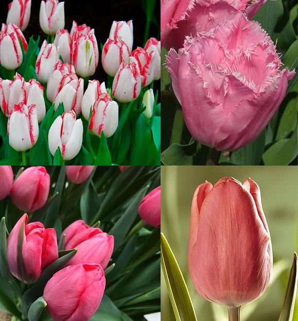 Тюльпаны в ассортименте фото 7