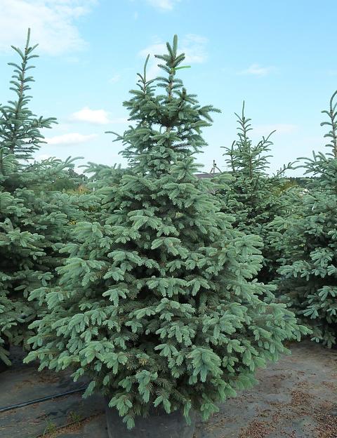 Саженец Ель колючая от питомника AXKZ ОПТ фото 1