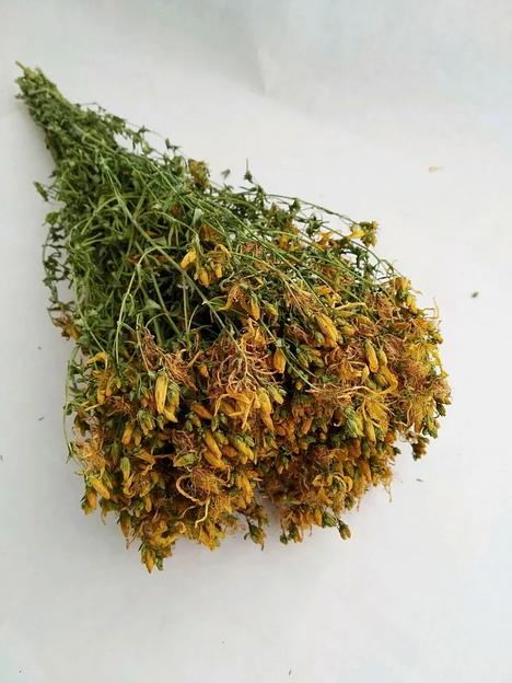 Трава зверобоя фото 1