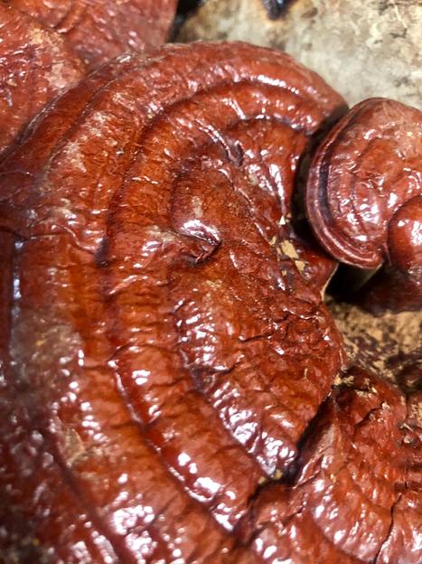 Гриб Рейши опт фото 1