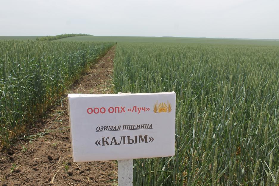 Пшеница мягкая озимая «Калым» опт фото 1