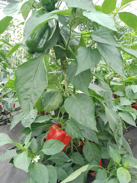 Семена посевные Перец «Подарок Молдовы» ОПТ фото 6