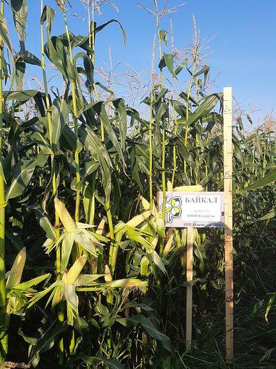 Семена кукурузы «Байкал» F1 ВНИИ ОПТ фото 1