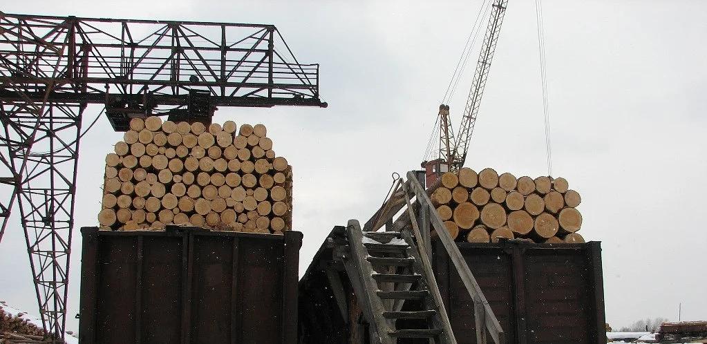 Пиловочник (круглый лес) хвойных пород сосна ОПТ фото 1