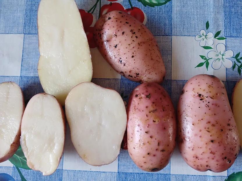 Картофель урожай 2023 года сорта Фаворит ОПТ фото 8