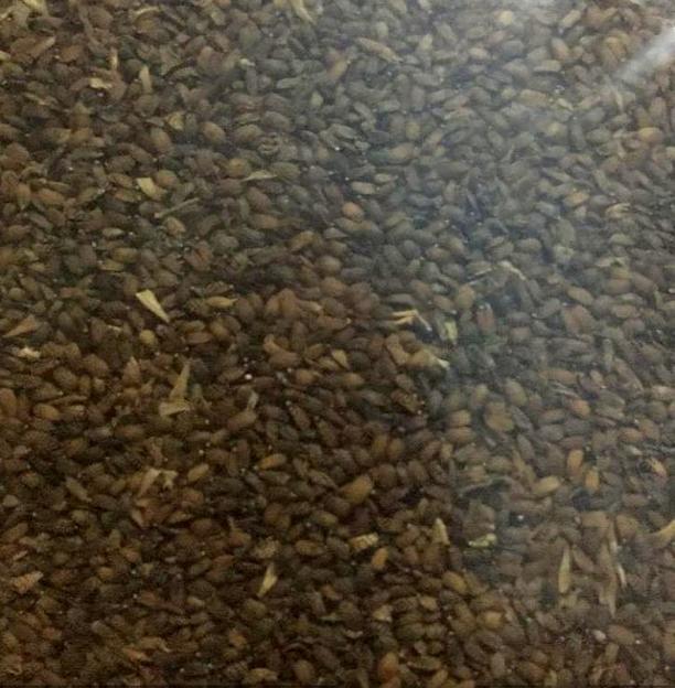 Семена лофанта тибетского опт фото 1