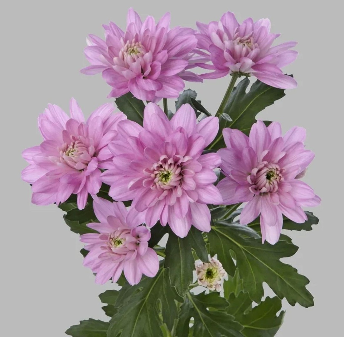 Хризантема кустовая Baltica Pink