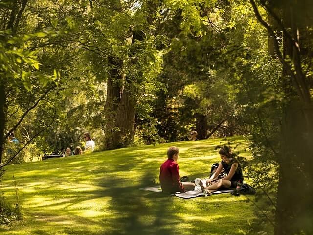 Семена «Травосмесь парковая» опт фото 1