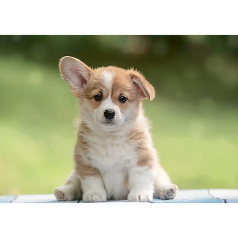 Пазл 1000 элементов Пушистое чудо, ФРЕЯ PZL-1000/30 фото 1