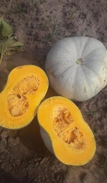 Семена тыквы «Крошка» фото 1