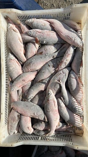 Вобла каспийская 16-19 см ОПТ фото 2