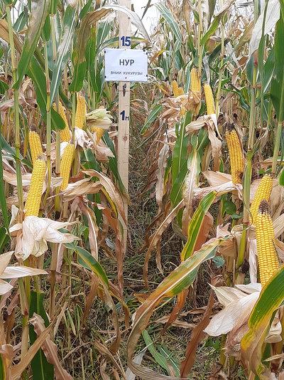 Семена кукурузы Нур F1 ВНИИ ОПТ фото 1
