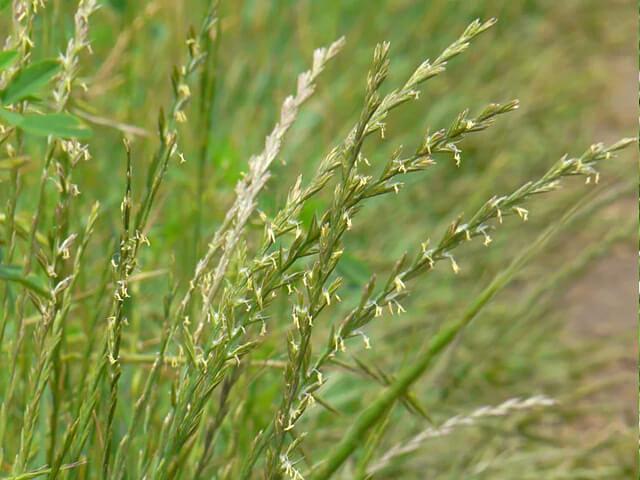 Семена «Райграс многолетний» опт фото 1