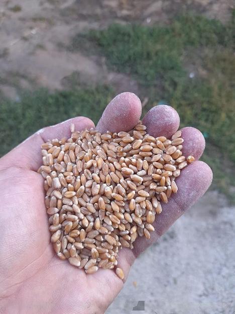 Пшеница фуражная фото 1