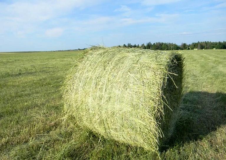 Луговое сено в рулонах опт фото 1