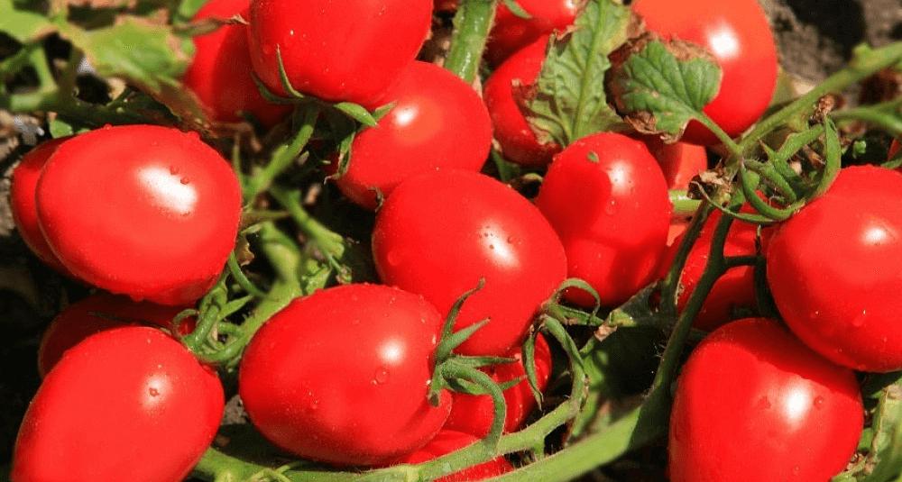 Семена томата детерминантного Seminis «Хайпил 108» F1 опт фото 1