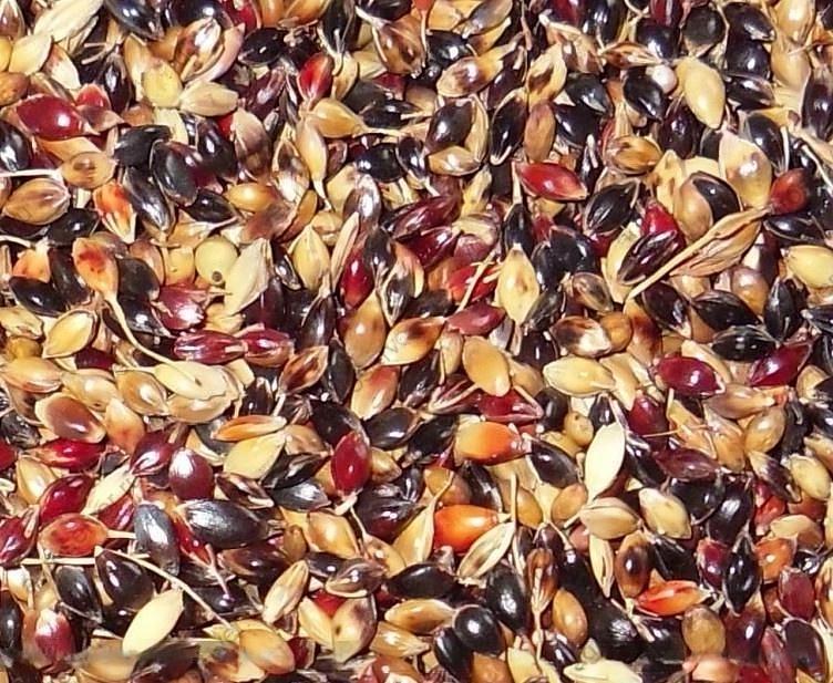 Семена Суданской травы Чешминской ранней опт фото 1