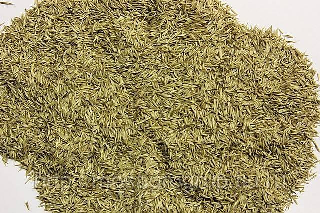 Ежа сборная фото 1